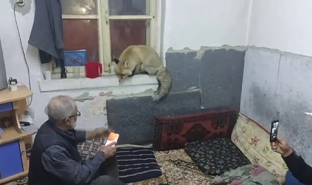 Oltu&#039;da Tilki Sürprizi: Köy Eğlencesine Beklenmedik Misafir