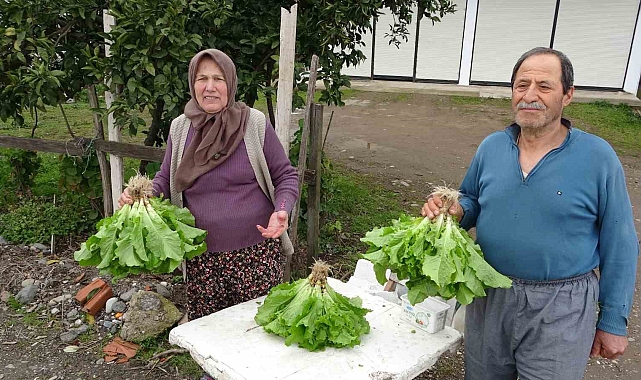 Ordu&#039;da Güven Esaslı Marul Satışı: Hasan ve Aysel Çiftinden Örnek Davranış