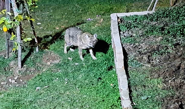 Ordu&#039;da Vatandaş Çakalları Ekmekle Besliyor