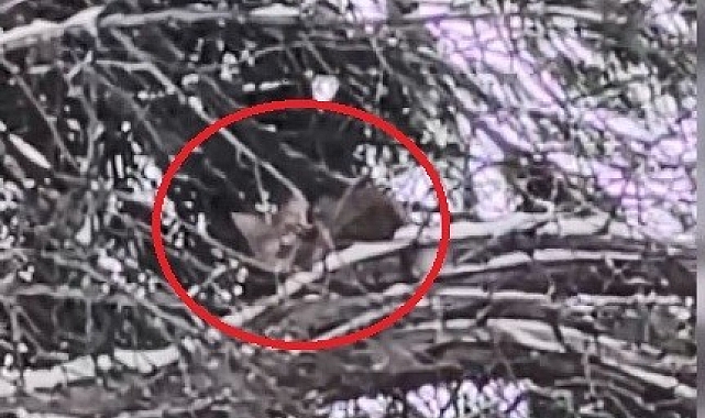 Sinop'ta 15 Saat Ağaçta Mahsur Kalan Kedi Kurtarıldı