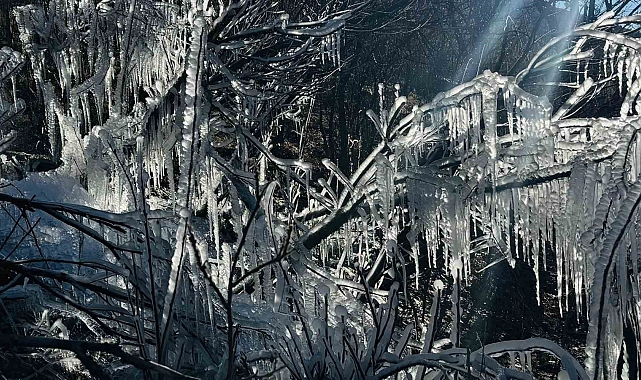 Şırnak&#039;ta ağaçlarda buz sarkıtları oluştu