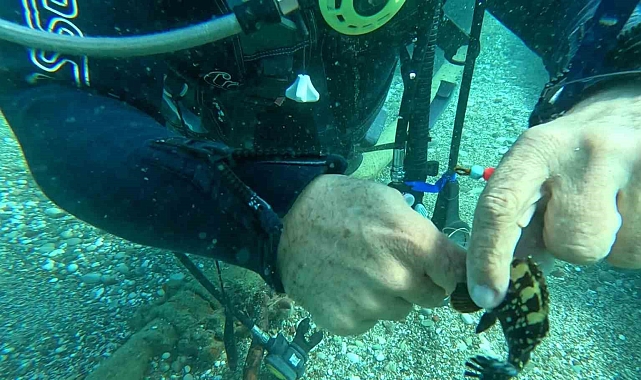 Su altına dalan profesör, 2 balığın hayatını kurtardı