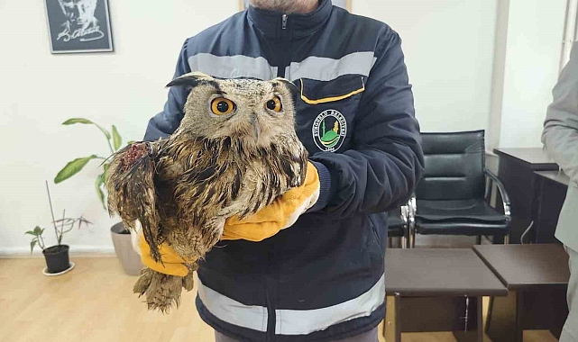 Sungurlu&#039;da Yaralı Baykuş Kurtarıldı