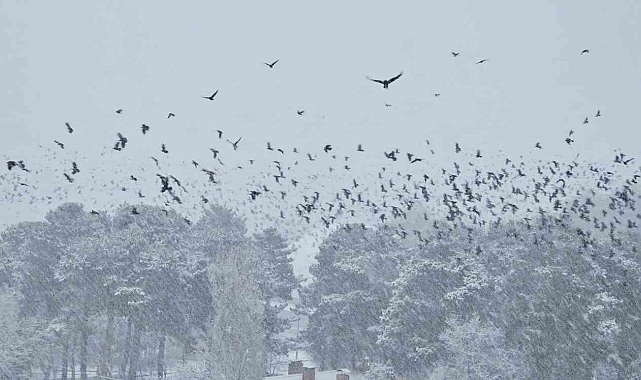 Tatvan Beyaza Büründü: Kar Yağışı Etkili Oldu