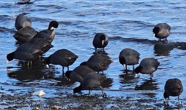 Tatvan&#039;da sakarmeke yoğunluğu