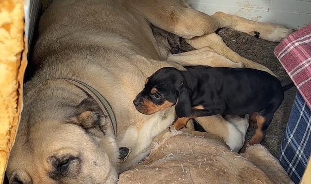Tokat'ta Kangal Köpeği, Yavru Av Köpeğini Sahiplendi
