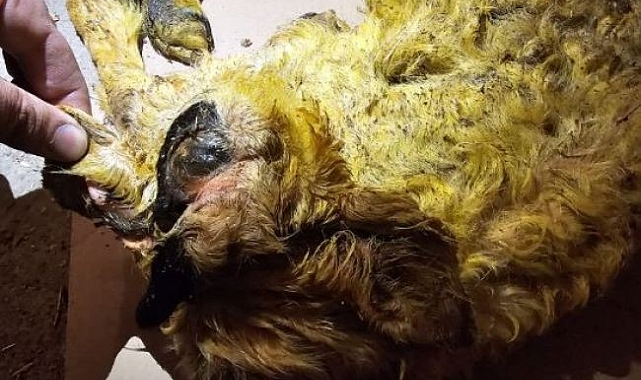 Üç kulaklı, tek gözlü ve ters ayaklı doğan kuzu görenleri hayrete düşürdü