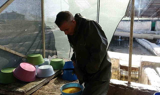 Van&#039;da Alabalık Sağımı Gerçekleştirildi: Üreticilere Bilgilendirme Yapıldı