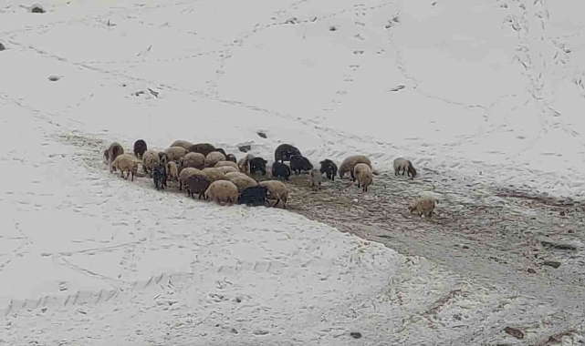Van&#039;da Kısa Süreli Kar Yağışı ve Hayvanların Kar Keyfi