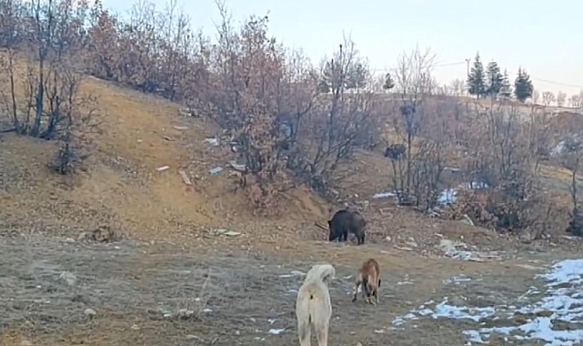 Yaban domuzları mahalleye kadar indi