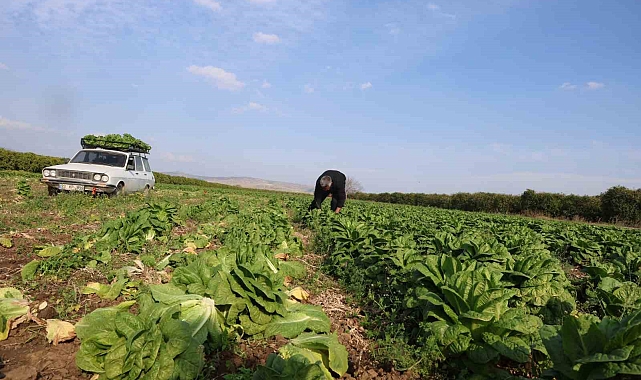 Adana'da Marul Üreticisi ile Market Fiyatları Arasında Uçurum