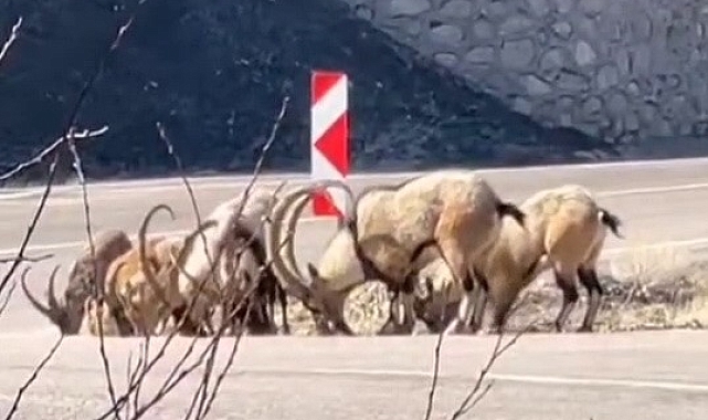 Adıyaman&#039;da Dağ Keçileri Tuz İhtiyacı İçin Karayoluna İndi