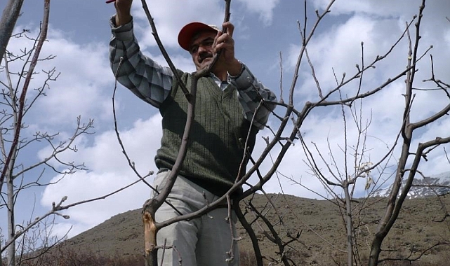 Ağaçlara bahar bakımı