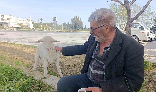Antalya&#039;da Sahibinin Gölgesi Olan Kuzu: &quot;Ben Nereye, Koruma Oraya&quot;