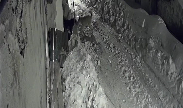 Ardahan&#039;da Aç Kurtlar Köylere İniyor: Köpeğe Saldırı Anı Kamerada