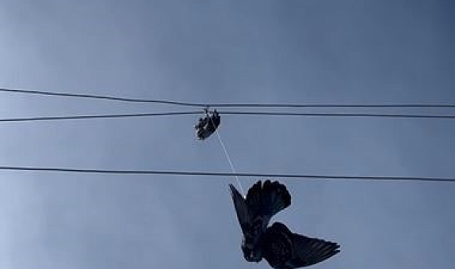 Ardahan&#039;da Duyarlı Kurtarma Operasyonu: Yüksek Gerilim Hattına Takılan Güvercin Özgürlüğüne Kavuştu