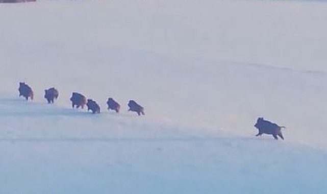 Ardahan&#039;da Karla Kaplı Arazide Domuz Sürüsü Görüntülendi