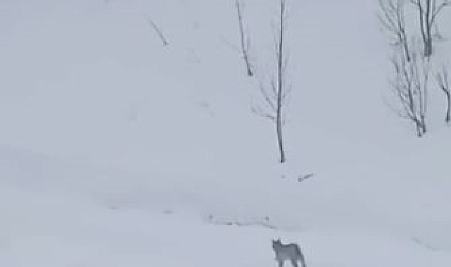 Ardahan&#039;ın Gizemli Misafirleri: Karlar Üzerinde Dans Eden İki Vaşak Görüntülendi