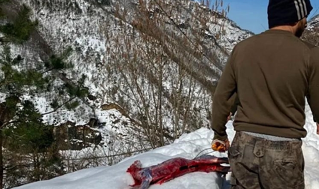 Artvin&#039;de Koruma Altındaki Karacayı Avlayan Kaçak Avcılar Suçüstü Yakalandı