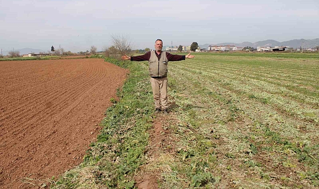 Aydınlı Çiftçi Tohum Mağduriyeti Yaşıyor: &quot;Komşum Biçiyor, Ben Bakıyorum&quot;