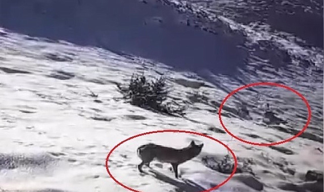 Bayburt&#039;ta Aç Kurtlar Yerleşim Yerlerine İndi: Güvenlik Kameralarına Yansıdılar