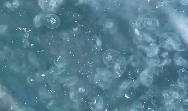 Beşiktaş&#039;ta sahil denizanalarıyla kaplandı