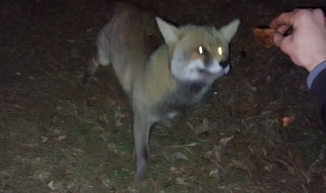 Bolu&#039;da İftar Sofrasına Sürpriz Misafir: Tilki