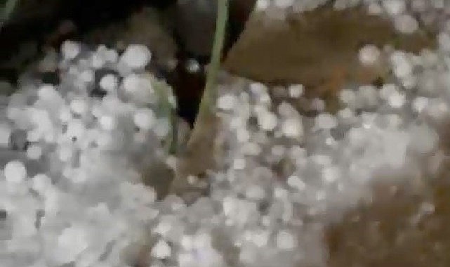 Bursa Büyükorhan&#039;da Dolu Yağışı Fideleri Vurdu: Bahçeler Beyaza Büründü