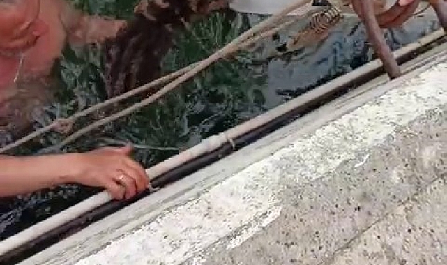 Çanakkale&#039;de Balıkçıdan Kahramanlık: Suya Düşen Kediyi Kurtardı