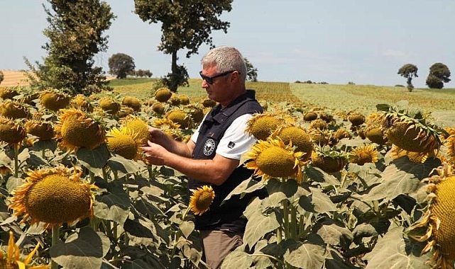 Çanakkale&#039;de Üreticilere %75 Hibeli Yerli ve Milli Ayçiçeği Tohumu Dağıtılacak