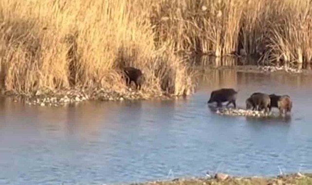 Diyarbakır&#039;da Dicle Nehri&#039;nden Geçen Domuz Sürüsü Görüntülendi