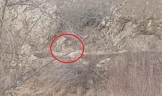 Diyarbakır&#039;ın Çermik İlçesinde Kurtlar Görüntülendi