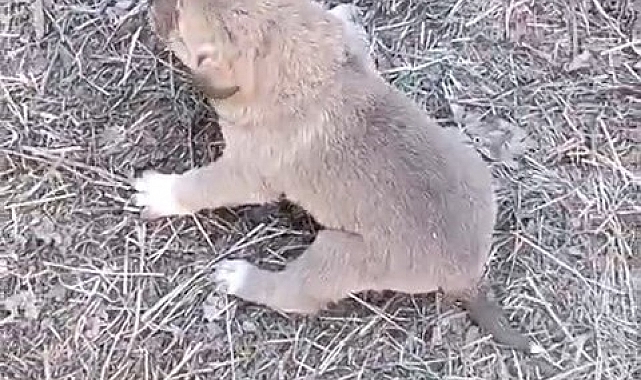 Elazığ&#039;da Duyarlı Vatandaşın Örnek Davranışı: Tellere Sıkışan Yavru Köpeği Kurtardı