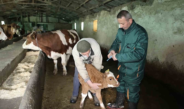 Elazığ&#039;da Şap Hastalığı Kontrol Altında: Karantina Sona Erdi