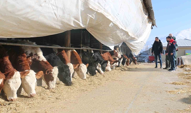 Erzincan&#039;da Büyükbaş Hayvancılık İşletmeleri &#039;Arilik Belgesi&#039; İçin Çalışmalarını Hızlandırdı