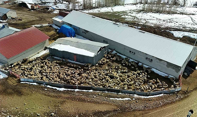 Erzurum&#039;da Kuzuların Annelere Kavuşma Sevinci