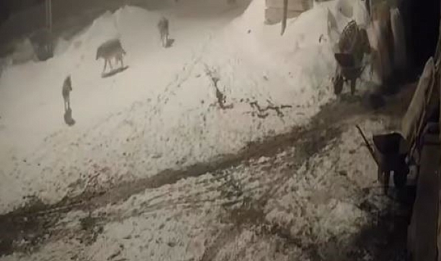 Göle&#039;de Aç Kurtlar Köye İndi: Köpekleri Parçaladılar!