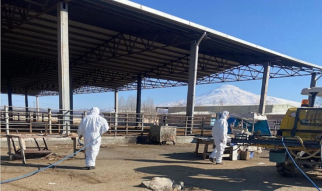 Iğdır Canlı Hayvan Pazarında Dezenfeksiyon Çalışmaları Tamamlandı