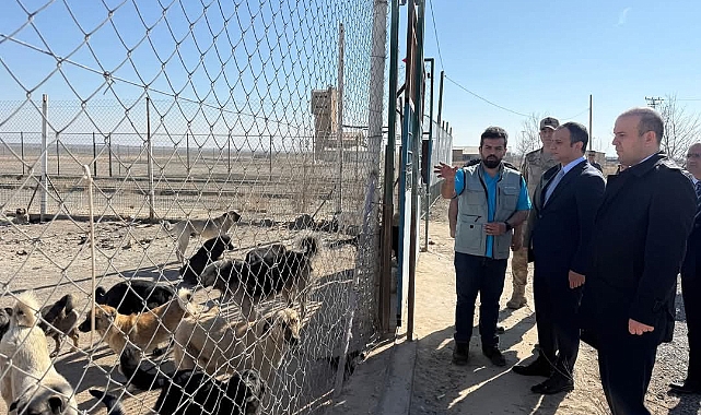 Iğdır&#039;da Sahipsiz Hayvanlar İçin Kapsamlı Çalışma Başlatıldı