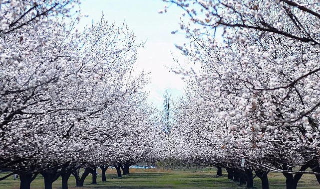 Iğdır&#039;ın Kayısı Bahçeleri Baharın Müjdecisi Gibi Çiçek Açtı