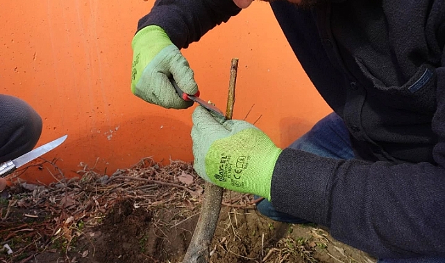 Iğdır Üniversitesinden Yeşil Dokunuş: Kampüsteki Yabani Ağaçlar Meyveye Dönüşüyor