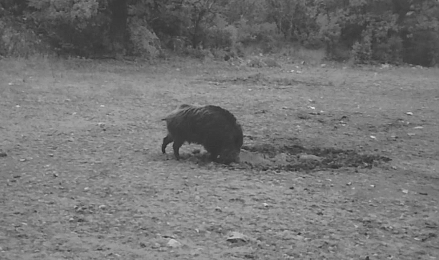 Isparta&#039;da Yaban Domuzunun İlginç Anları Fotokapanlara Yansıdı
