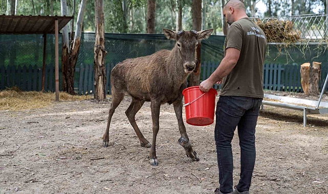 İzmir&#039;de Yaralı Kızıl Geyik Artık Doğal Yaşam Parkı&#039;nda Yaşayacak