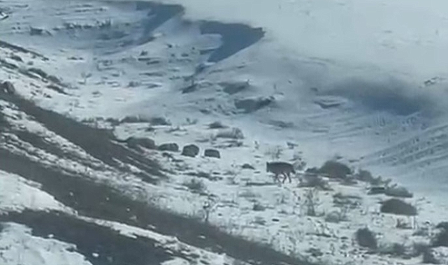 Kars&#039;ta Aç Kurtlar Köylere İniyor: Vatandaşlar Tedirgin
