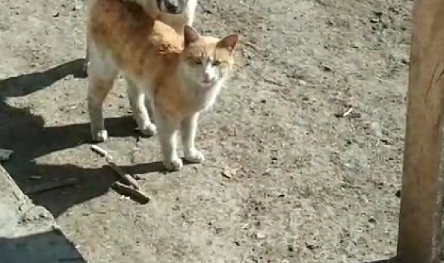 Kars&#039;ta Kedi ve Köpeğin Sıcak Dostluğu Yürekleri Isıttı