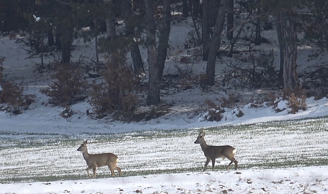 Kastamonu&#039;da Karacaların Açlıkla İmtihanı: Köylere İnip Yiyecek Aradılar