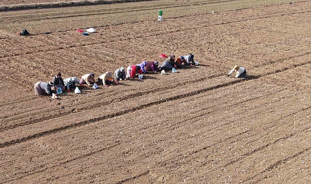 Kastamonu&#039;nun &quot;Beyaz Altın&quot; Emekçileri: Sarımsak Tarlalarında 35 Yıllık Destan