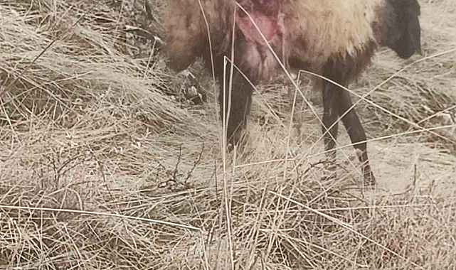 Keban&#039;da çakalın saldırdığı sürüdeki onlarca koyun telef oldu, birçoğu yaralandı