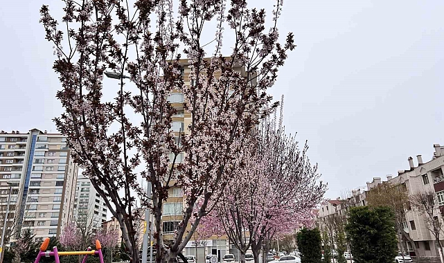 Konya&#039;da Kar Yağışı Hububatı Sevindirdi, Meyve ve Sebzeyi Vurdu