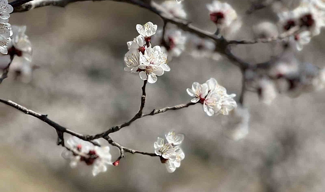 Malatya&#039;da Kayısıda Çiçeklenme Dönemi Başladı: Üreticilere Uyarılar
